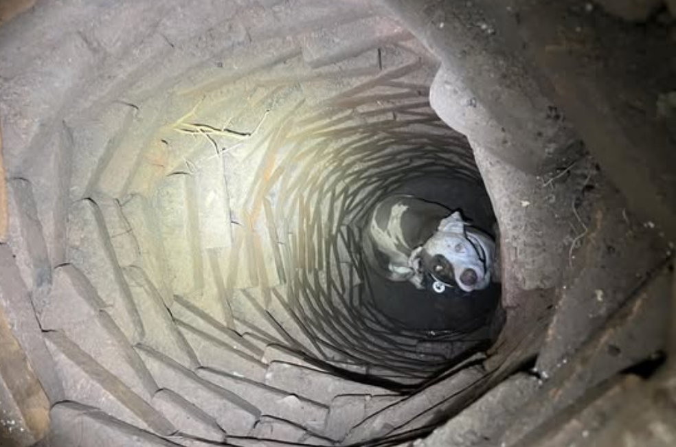 ¿Cómo sobrevivió Timmy?: un perro callejero atrapado en un pozo de cuatro metros