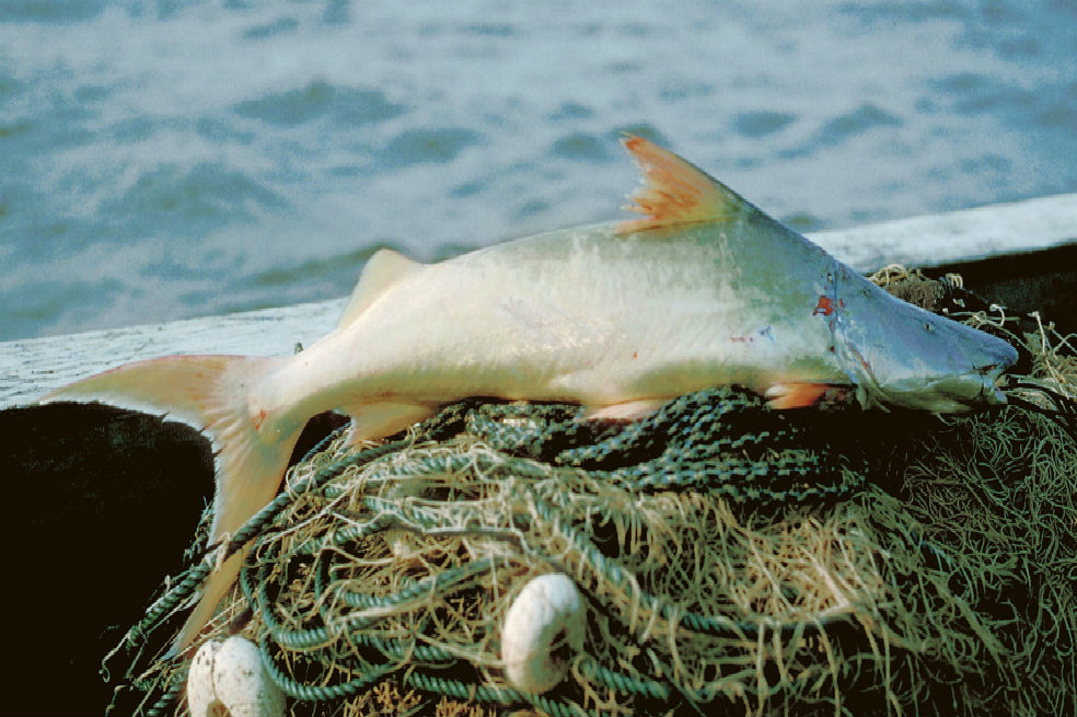 El amenazador efecto de las hidroeléctricas para los peces del Amazonas