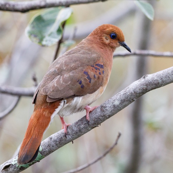 Científicos reportan nacimiento de polluelos de una de las especies de aves más amenazadas en el mundo