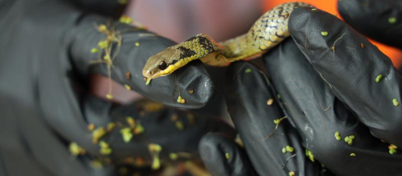 Rescatan a serpiente en obras del Metro: ¿Qué hacer si encuentra fauna silvestre?