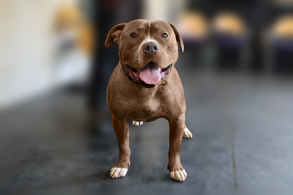 Perros Bully XL en Reino Unido: la estigmatización de una raza declarada prohibida