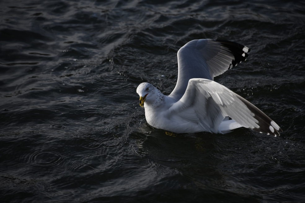 El popó de aves marinas podría llegar a valer 500 millones de dólares al año
