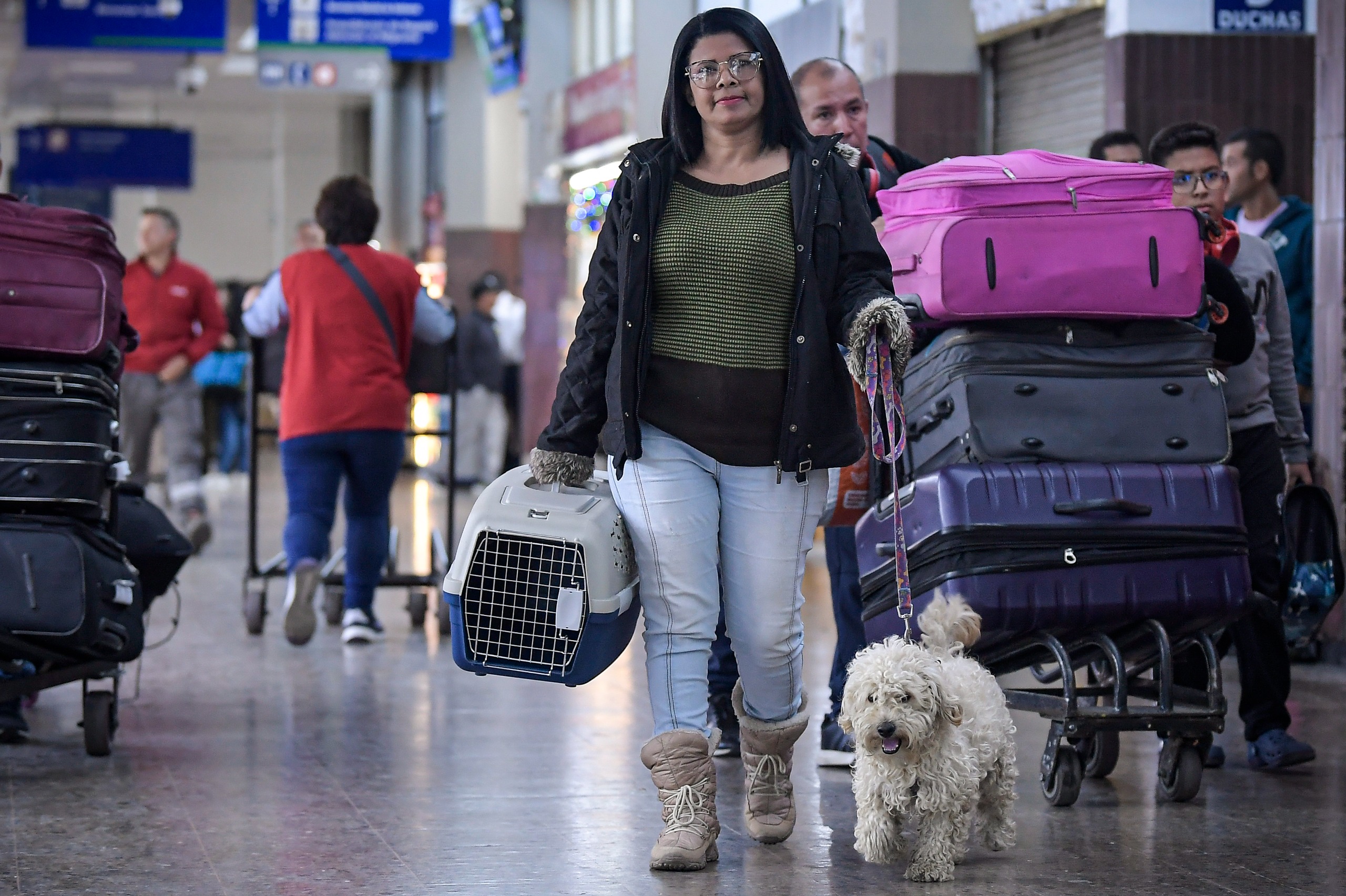 Consejos para viajar con mascotas en vacaciones