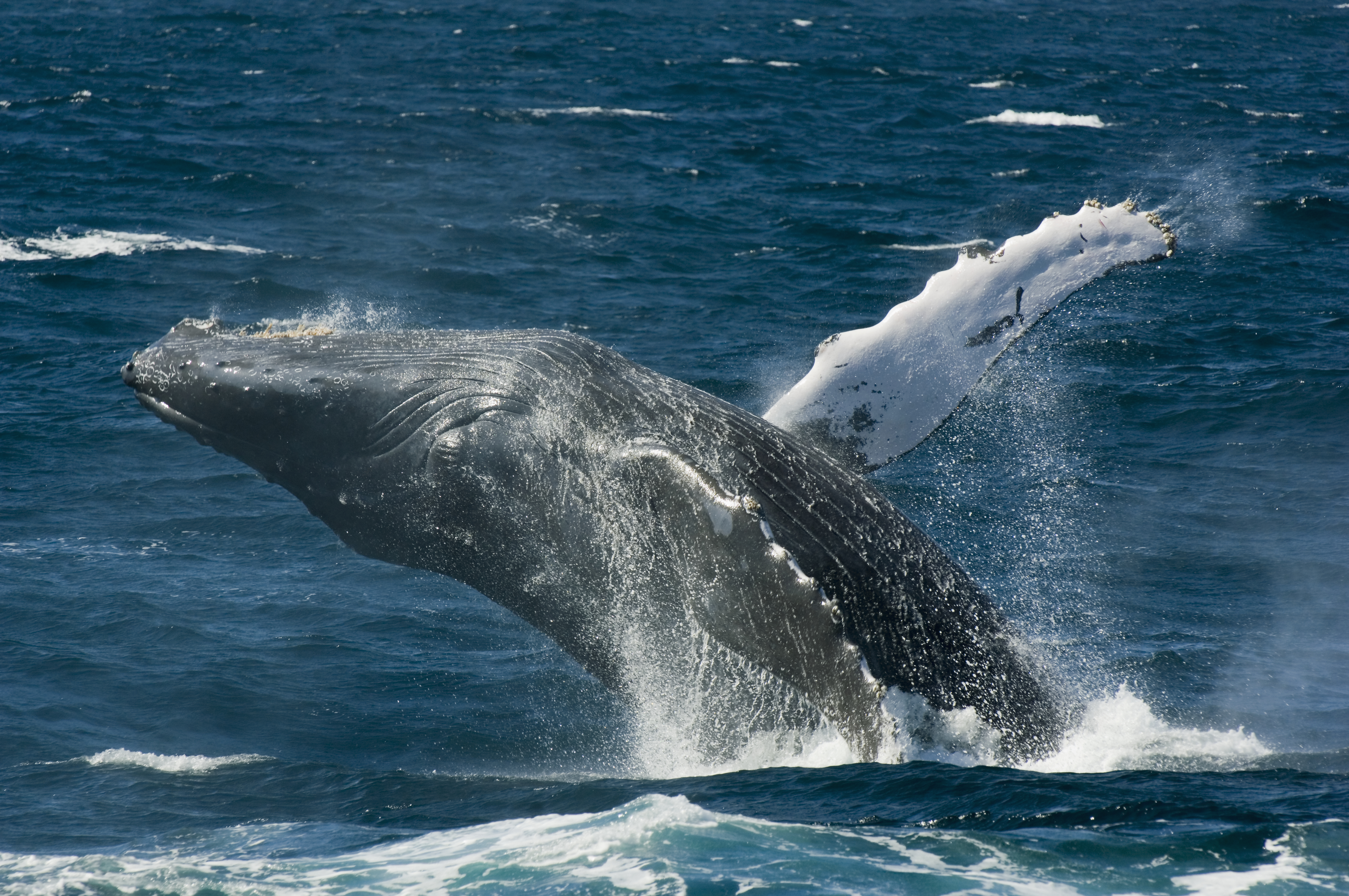 La temporada oficial de avistamiento de ballenas en Los Cabos es del 15 de diciembre al 15 de abril.