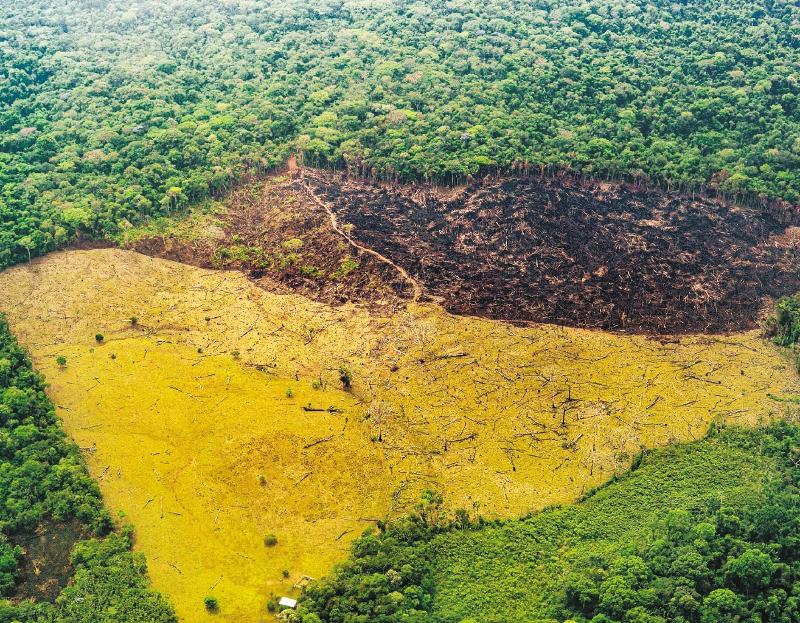 ¿Por qué no han mostrado resultados las políticas de deforestación en Colombia?