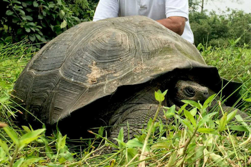 Rescatan en Perú a 29 tortugas galápagos en peligro de extinción