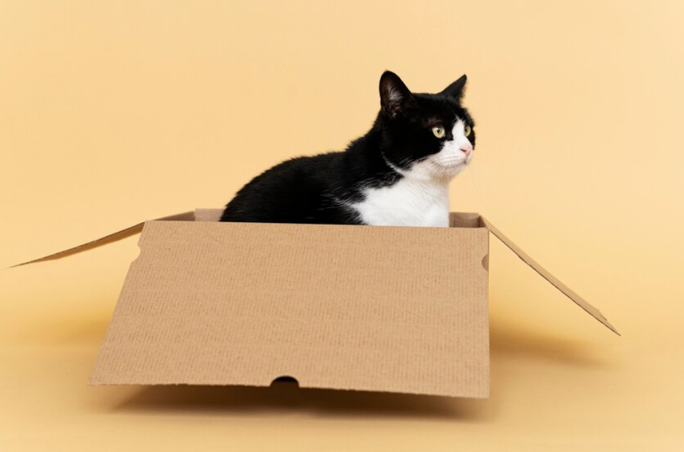 Siete cosas que pasan cuando un gato llega a su vida