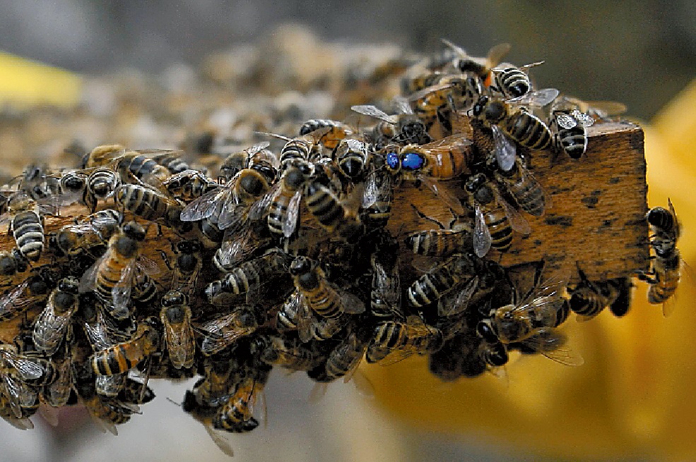 Una abeja obrera sólo tiene entre 30 y 45 días de vida.
