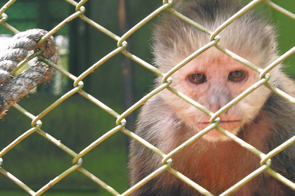 Curar las heridas que dejó el tráfico de fauna
