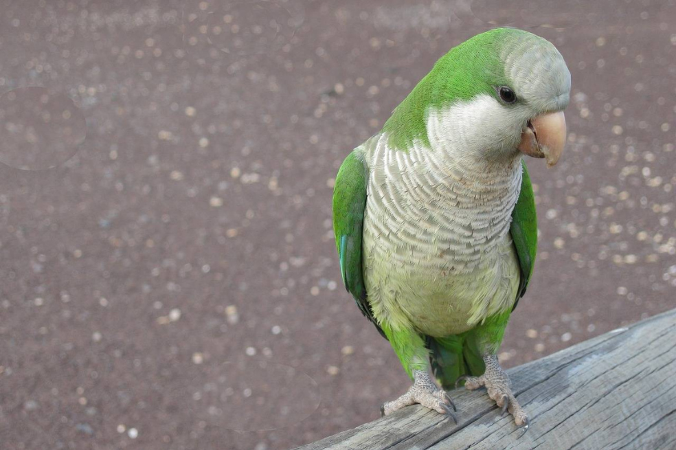 Este sería el primer animal no humano con una huella vocal por individuo