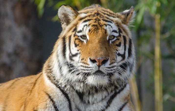 “Nunca habíamos visto esto”: el primer video de una madre tigre cuidando las crías de otra