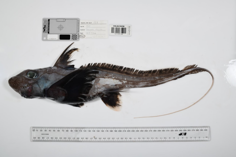 En fotos: científicos descubren más de 1.100 especies marinas en un solo año