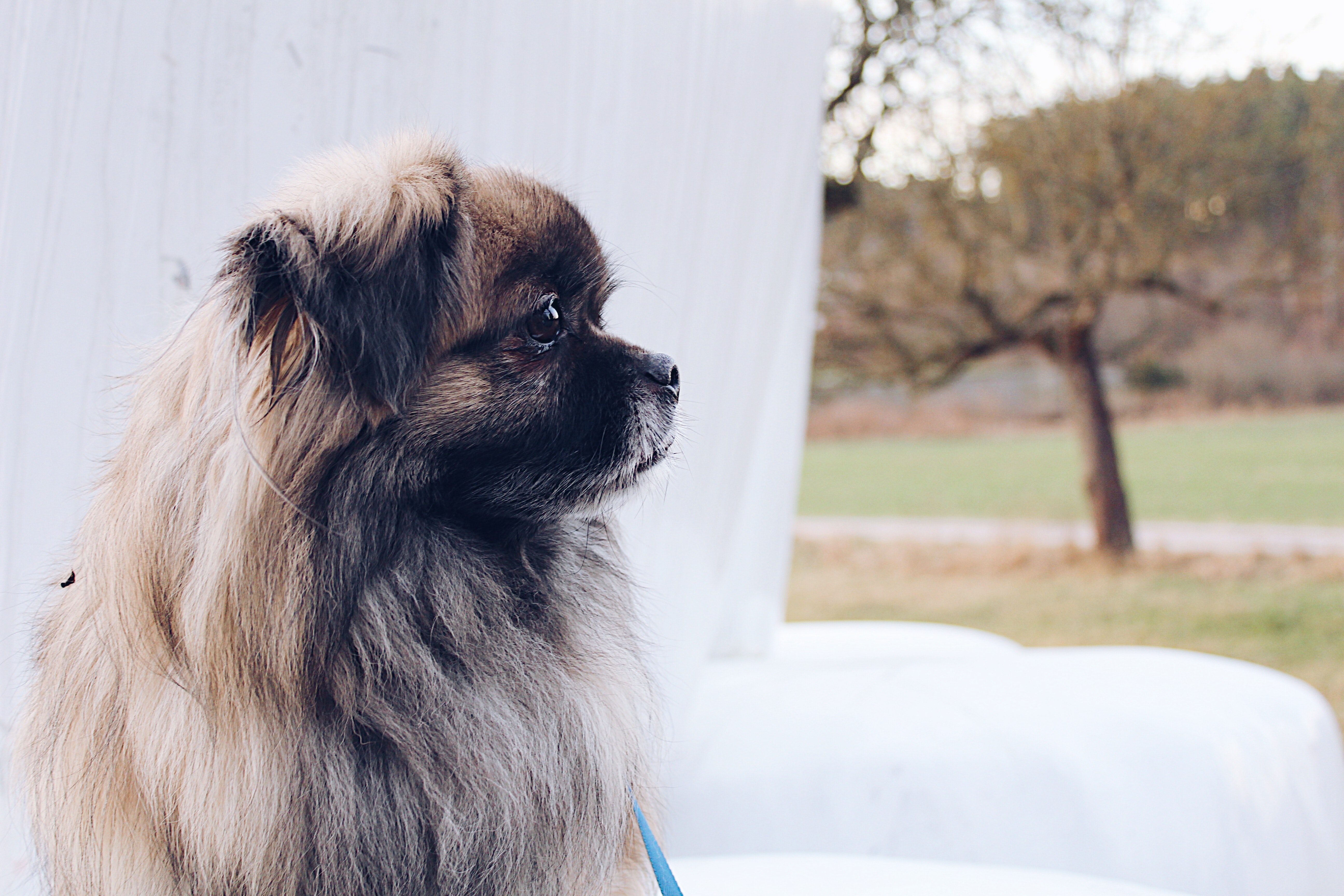 5 razas de perros pequeños y peludos que te encantarán
