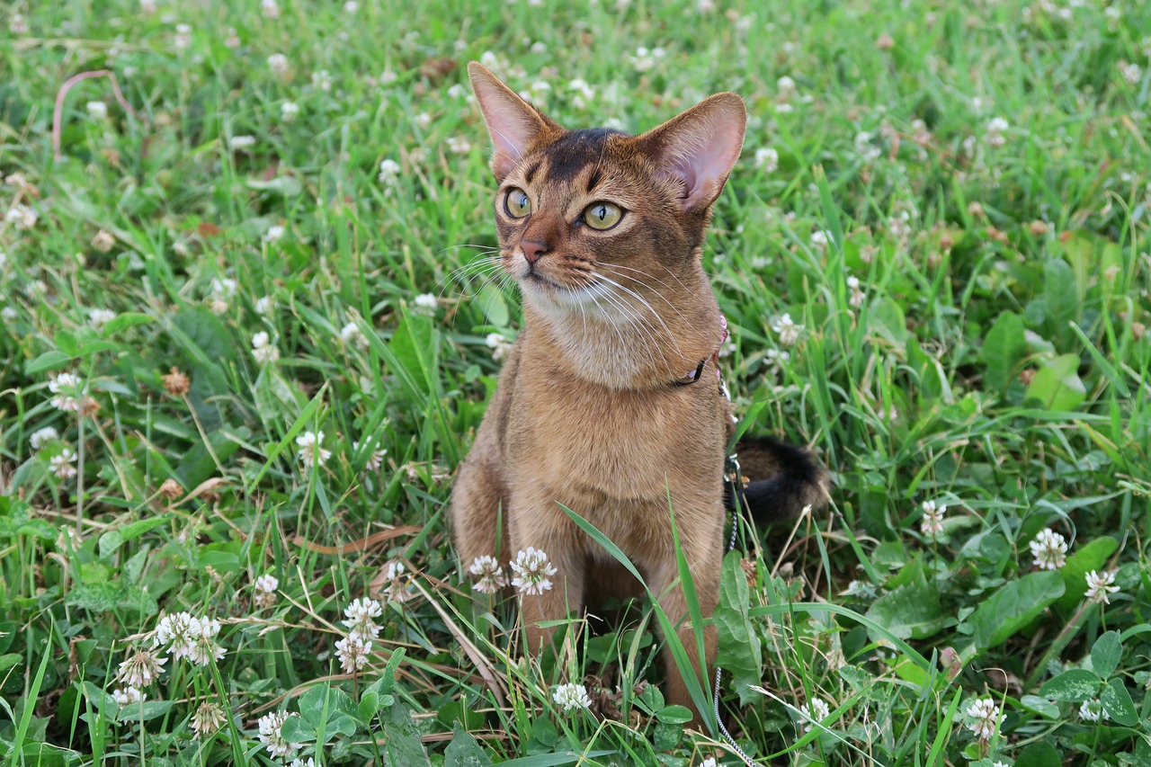 gato abisinio