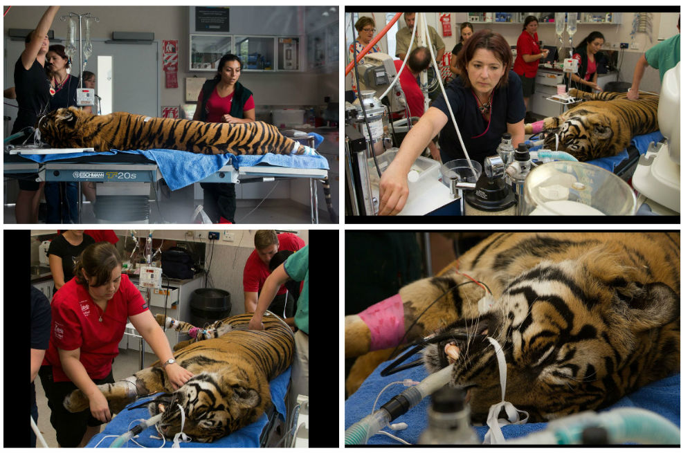 Chequeo médico a un tigre de Nueva Zelanda