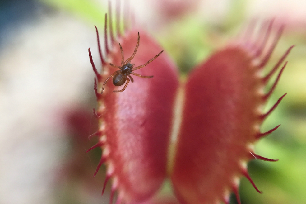 A ver plantas carnívoras en el Jardín Botánico