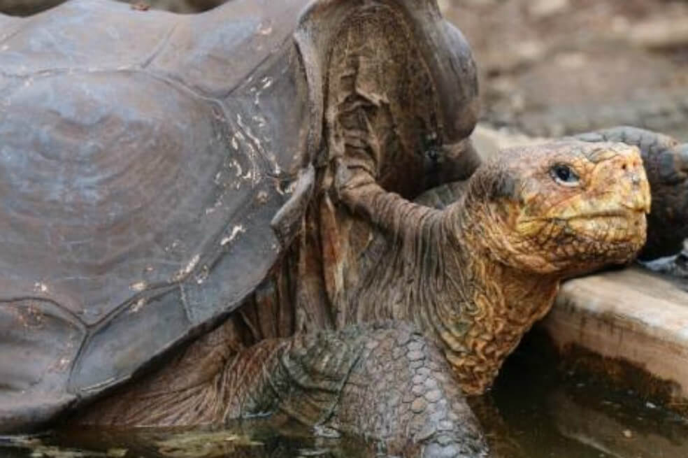 Conozca la historia de la tortuga que ayudó a salvar a su especie en Galápagos