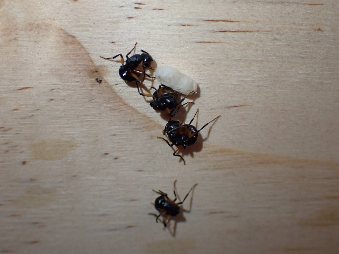 Estas hormigas fingen estar muertas para evitar el peligro