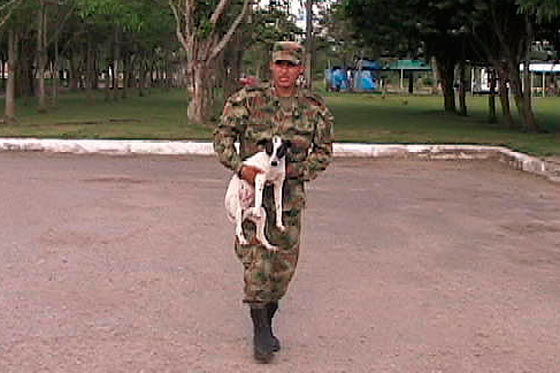 Perro usado como polígono se recupera satisfactoriamente