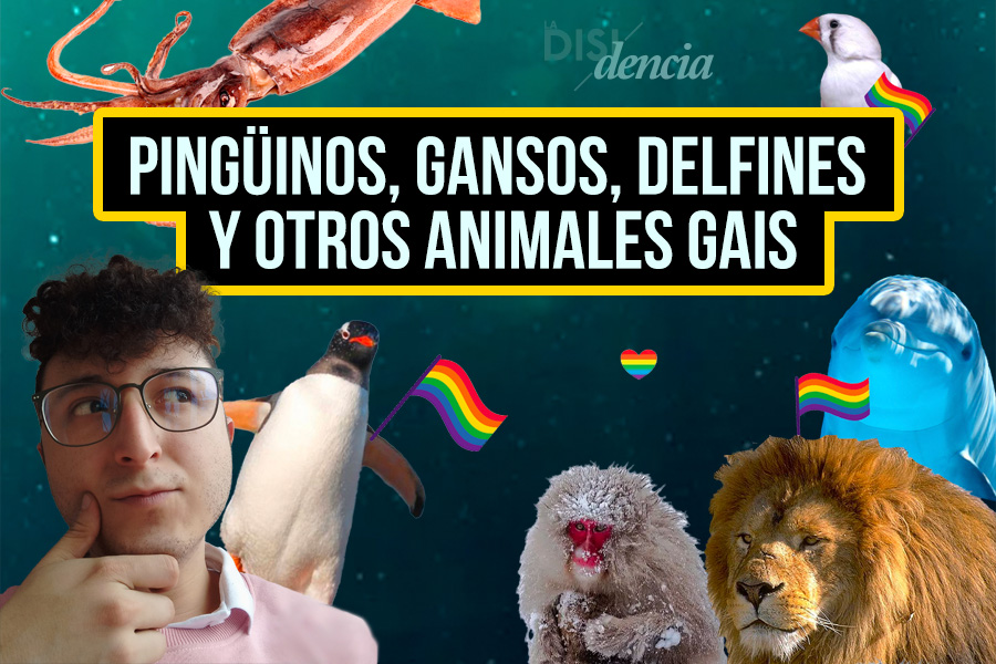 Pingüinos, gansos, delfines y otros animales gais