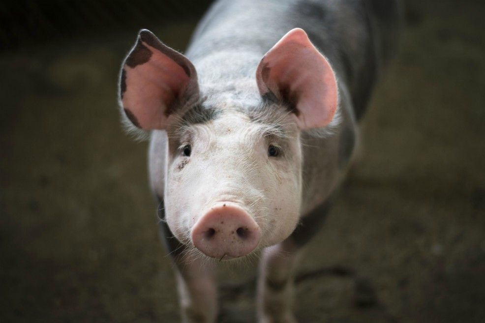 Objetivo: elevar la calidad de la carne de cerdo