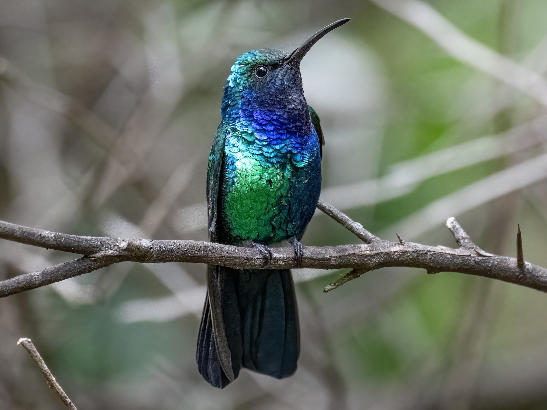 Científicos hicieron una lista de aves perdidas y ahora quieren encontrarlas