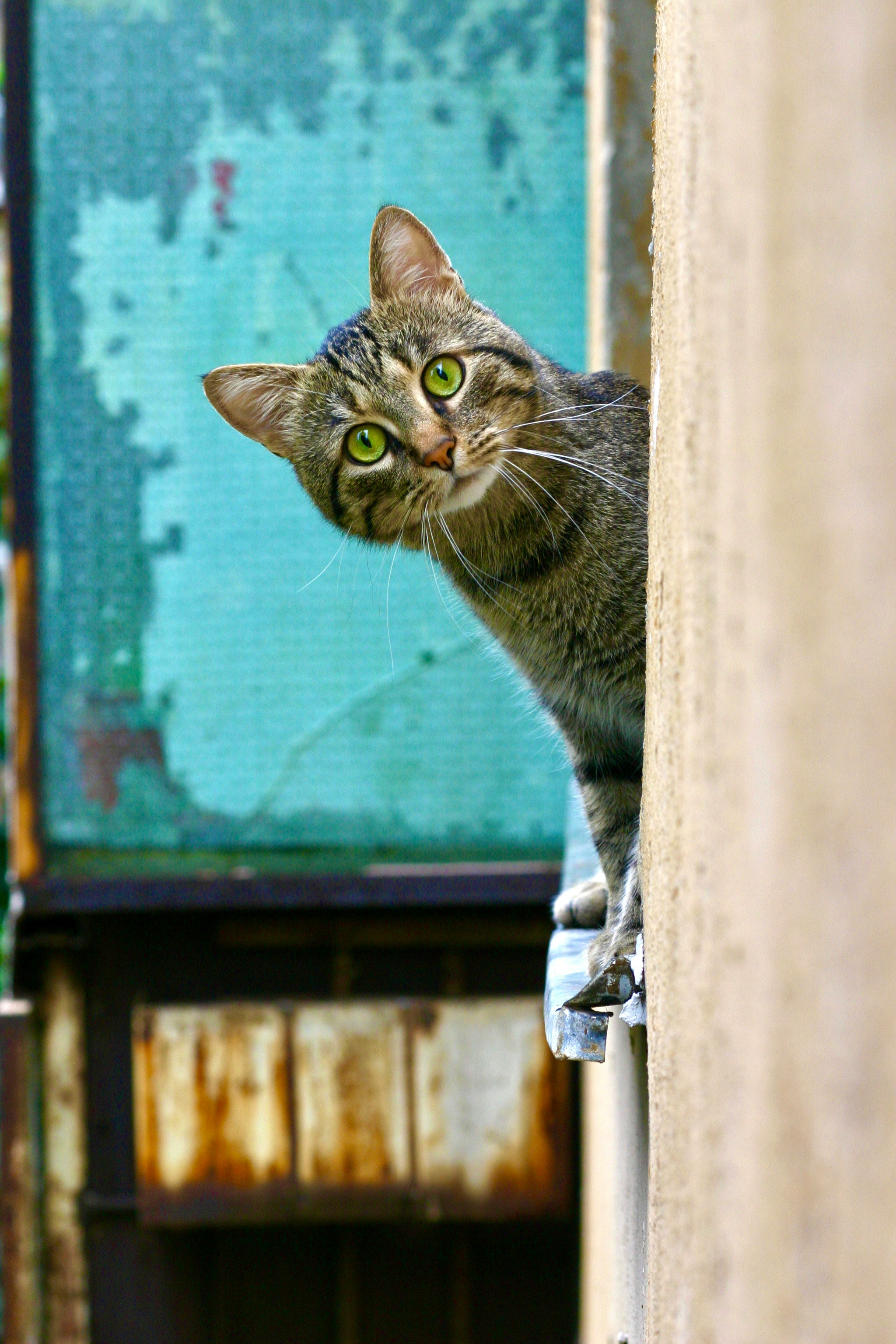 Nombres para gatas hembras: guía completa para encontrar el apelativo perfecto