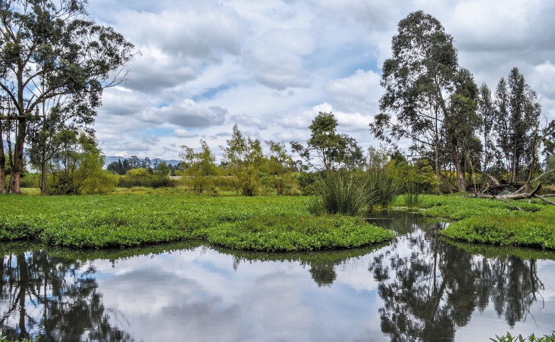 La Conejera es uno de los 11 humedales que ahora hacen parte del Convenio Ramsar. / Cortesía