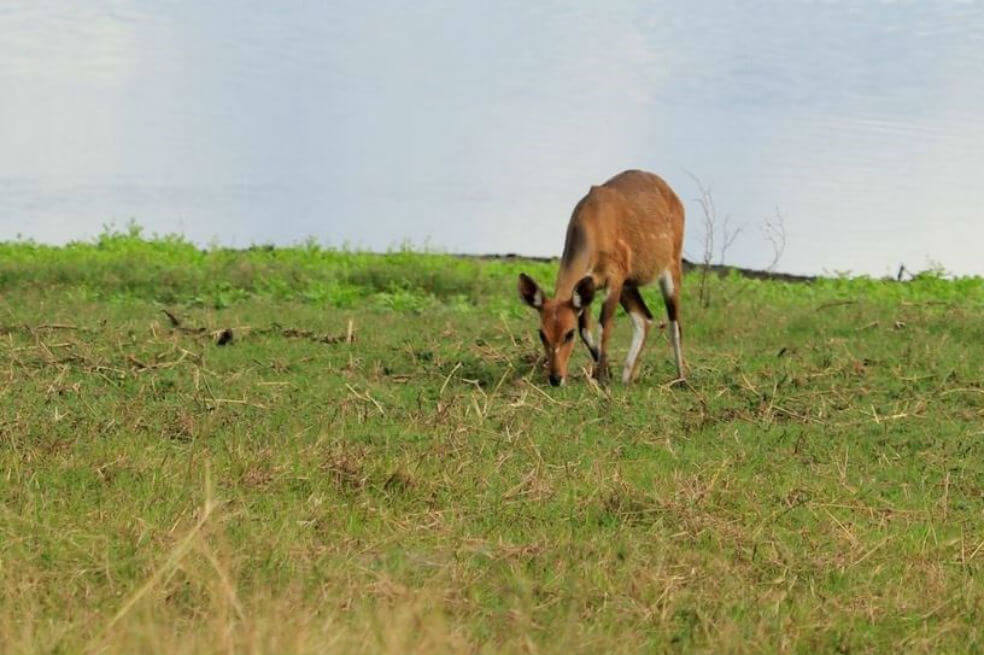 La guerra crea insólitos paisajes sin carnívoros en la sabana africana
