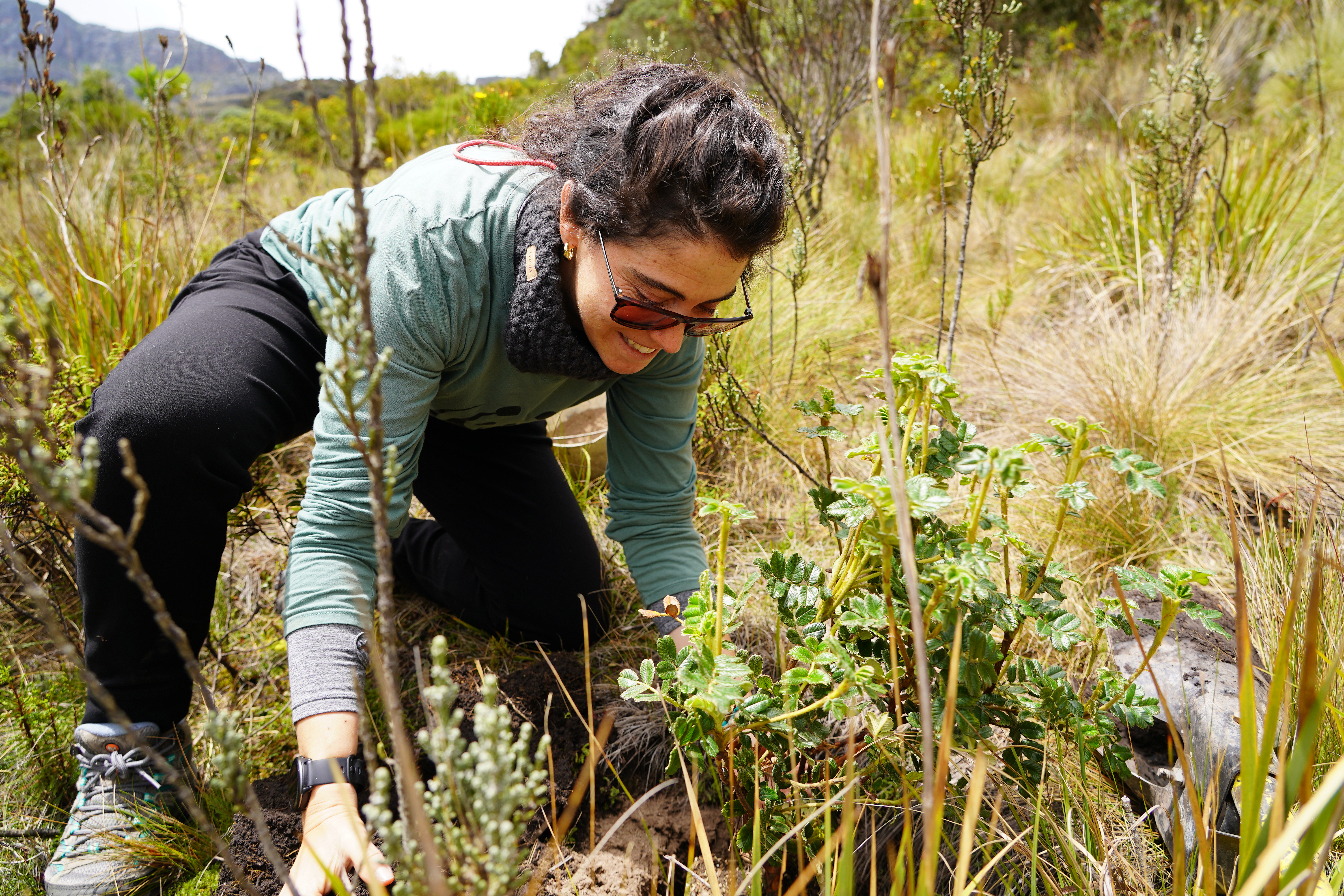 Así funciona el vivero de páramo impulsado por WWF Colombia y el Banco Itaú
