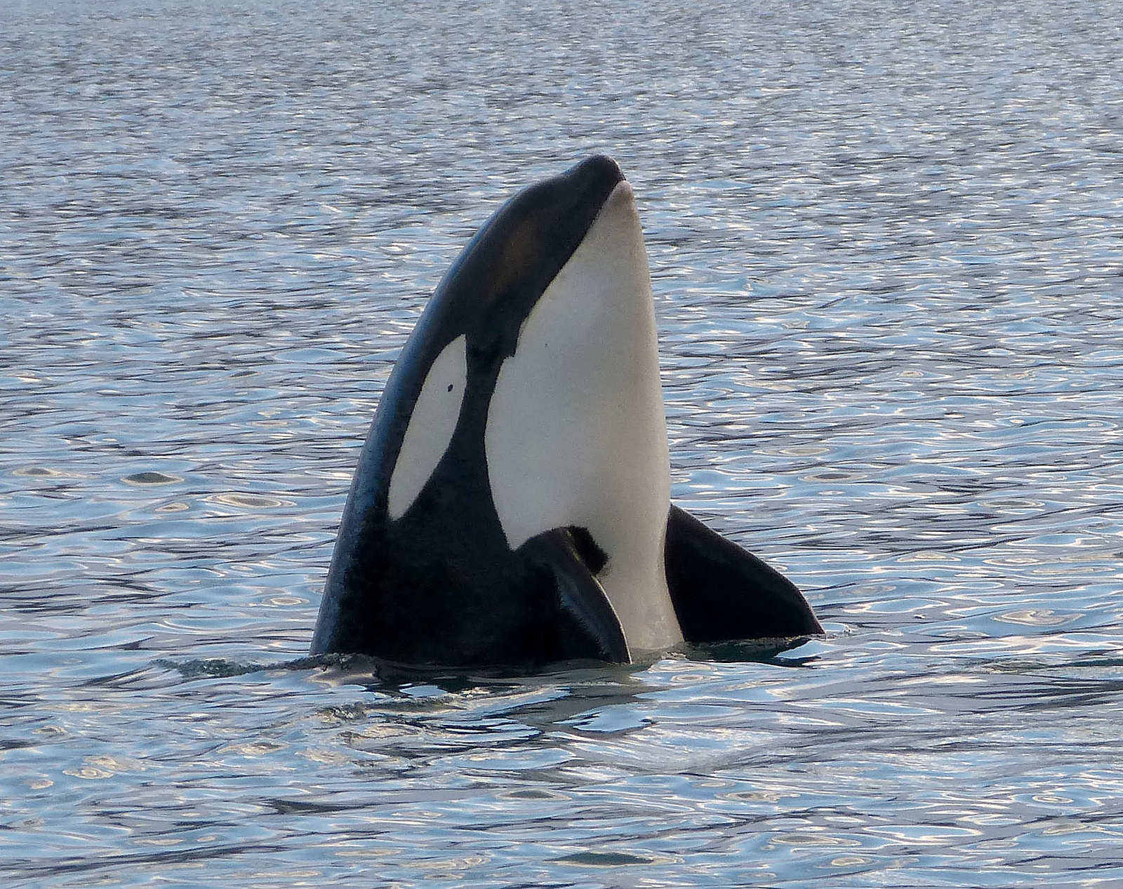 Que las ballenas asesinas puedan decir «hello» significa que no deberían vivir en cautiverio