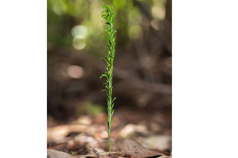 Encuentran el genoma más grande y pertenece a esta pequeña planta