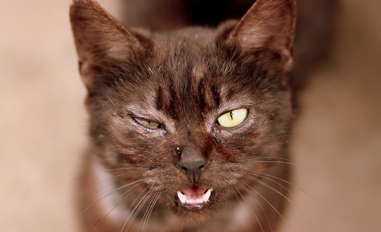 ¿Cómo saber si un gato se está quedando ciego?