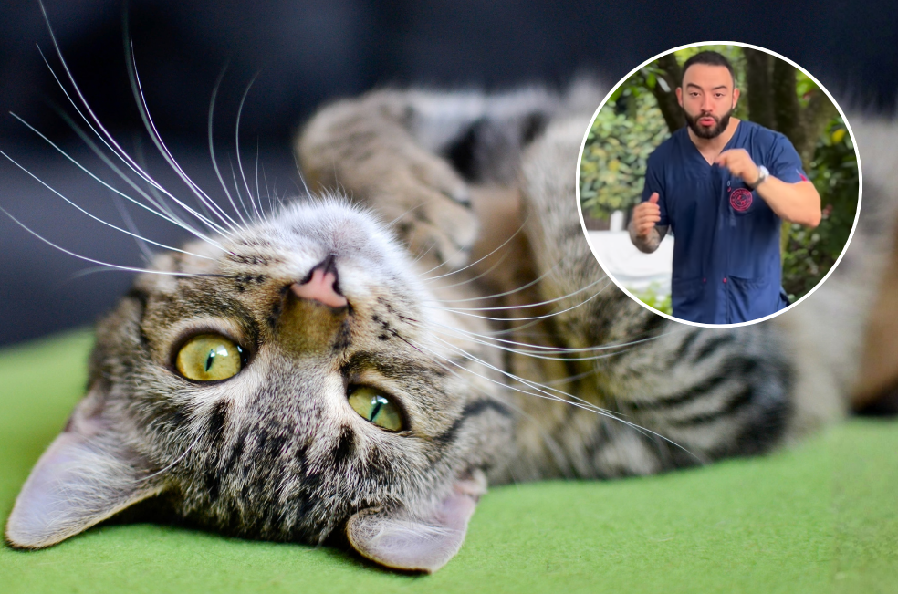 “Dejen de ser tan ignorantes”: Camilo Veterinario alerta sobre práctica en gatos