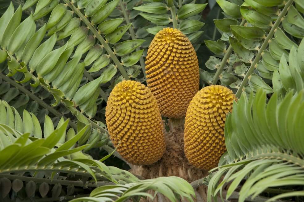 Las plantas también se están extinguiendo a un ritmo alarmante