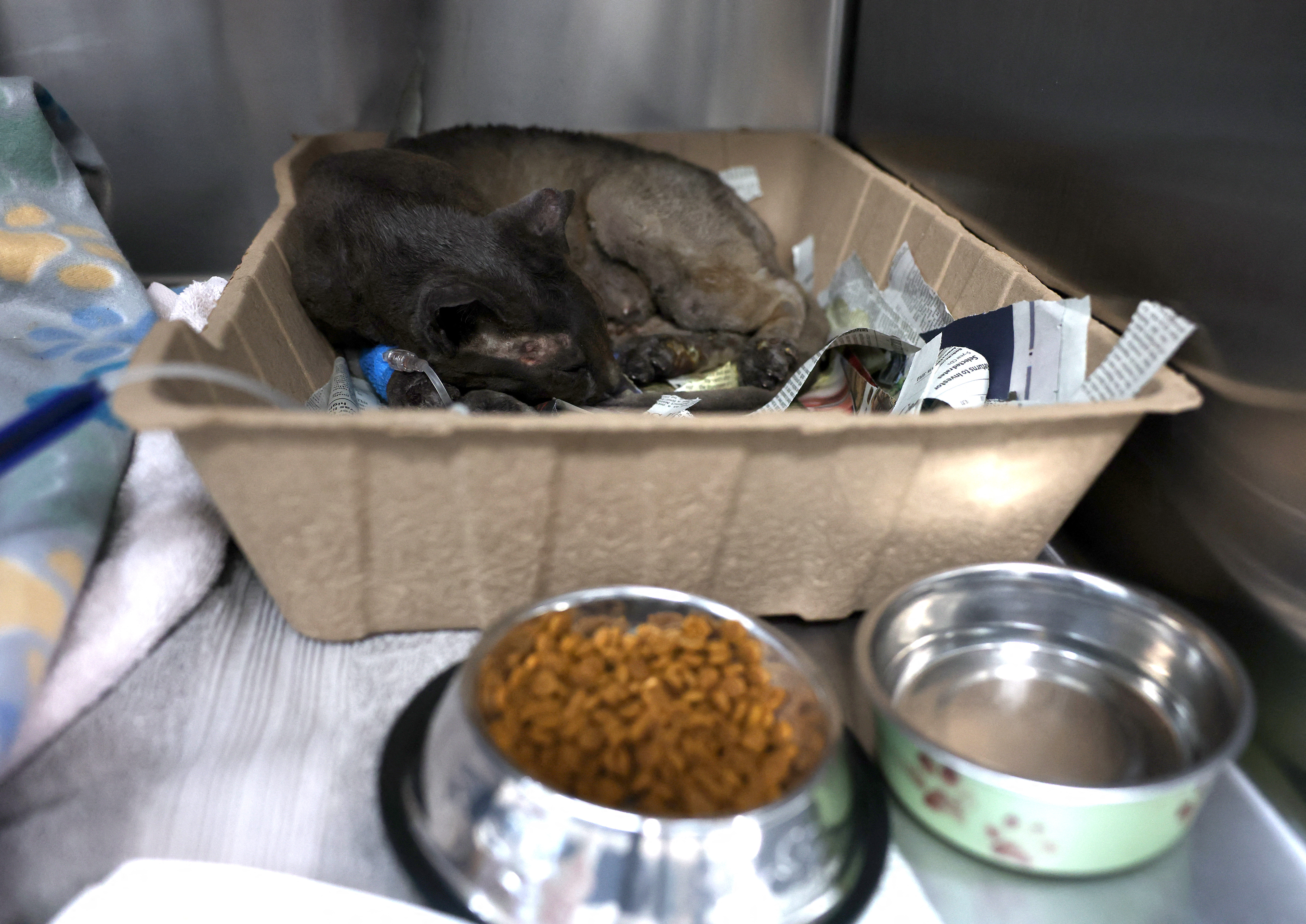 Cientos de animales vulnerables por los incendios de Los Ángeles