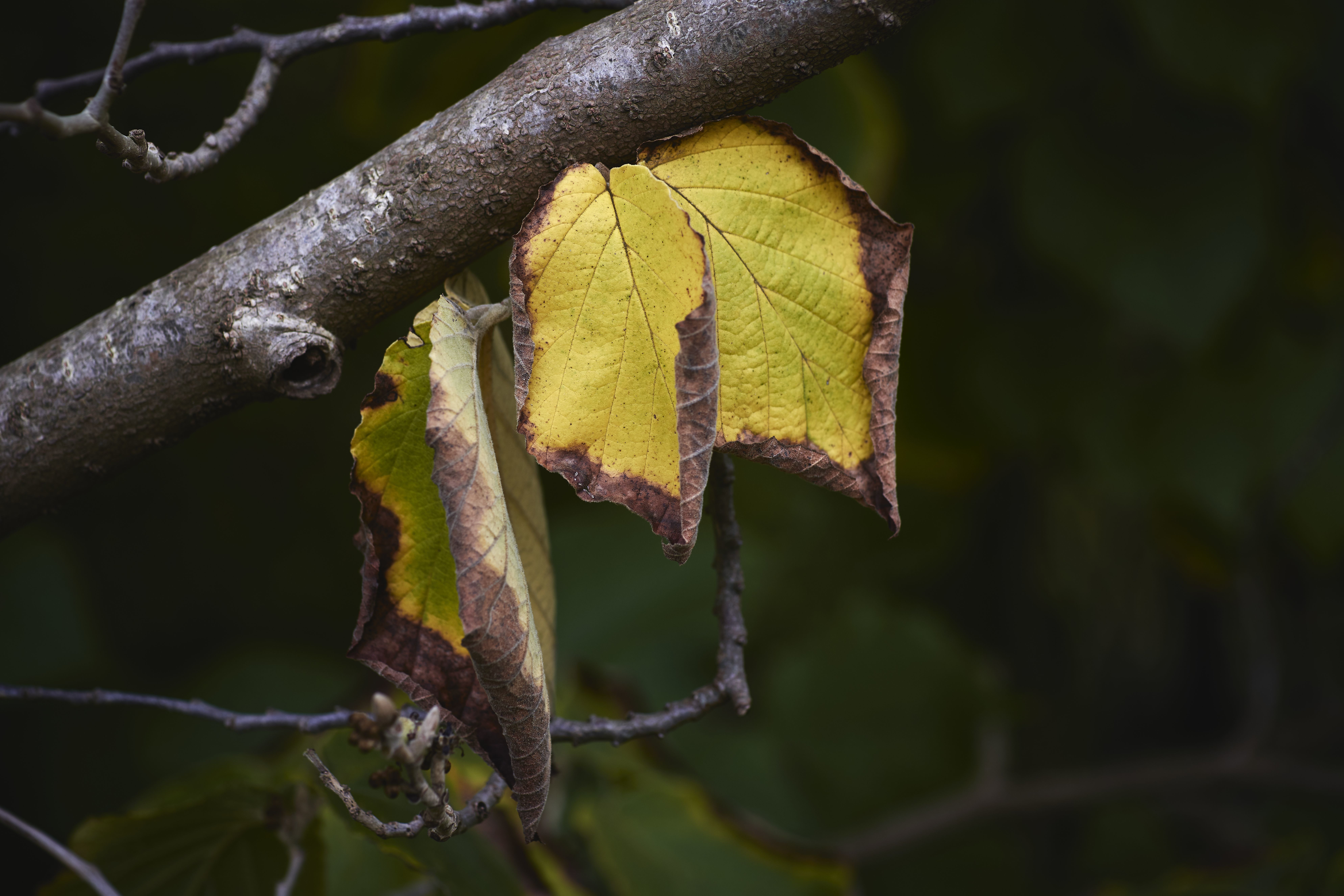 Aquí se observa una planta con estrés hídrico causado por exceso de riego, una condición que provoca asfixia radicular al reducir el oxígeno en el sustrato, lo que termina generando pudrición de raíces, amarillamiento en las hojas y caída prematura de flores. Entre los signos más comunes están el suelo constantemente húmedo, presencia de moho, mal olor, raíces oscuras y blandas, tallo debilitado y ausencia de nuevos brotes. Además, los bordes quemados en las hojas también pueden deberse a un exceso de fertilizante, ya que una sobreaplicación de nutrientes puede causar manchas y quemaduras, especialmente si se abona en horas de mucho calor.