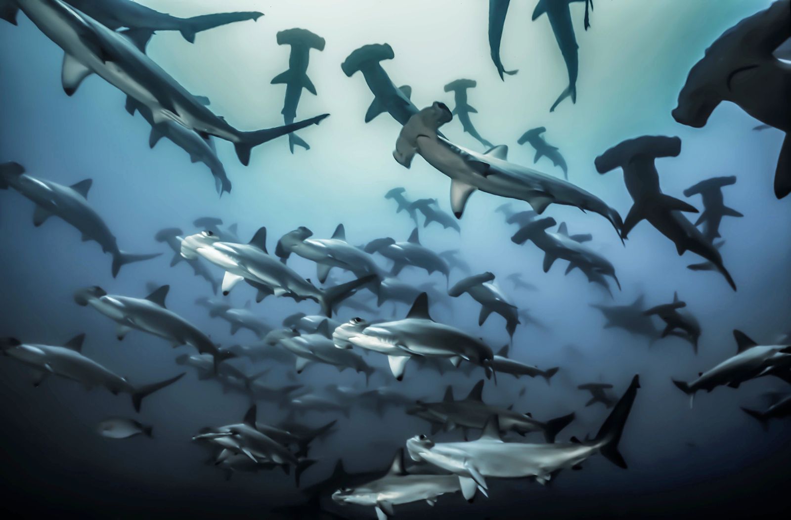 Corredores oceánicos: la idea para proteger tiburones martillo