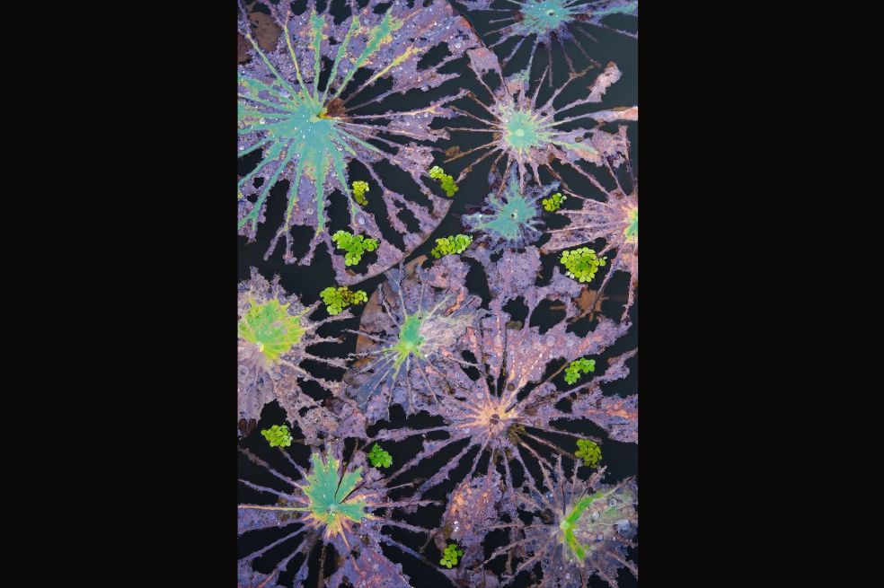 Ganador de la categoría Plantas: Mingui Yuan fue el ganador. "Encontrada en el Jardín Botánico Tropical de Xishuangbanna, China, la imagen muestra hojas de loto en descomposición contra aguas oscuras", señaló.