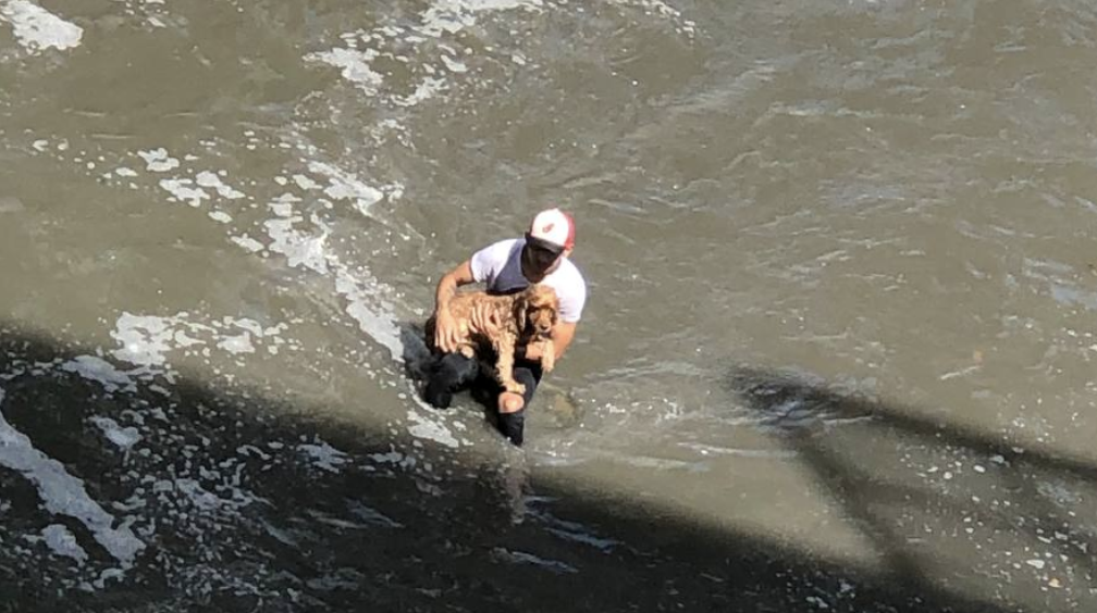 Video: hombre se lanzó al río Medellín para salvar a perrito que se ahogaba