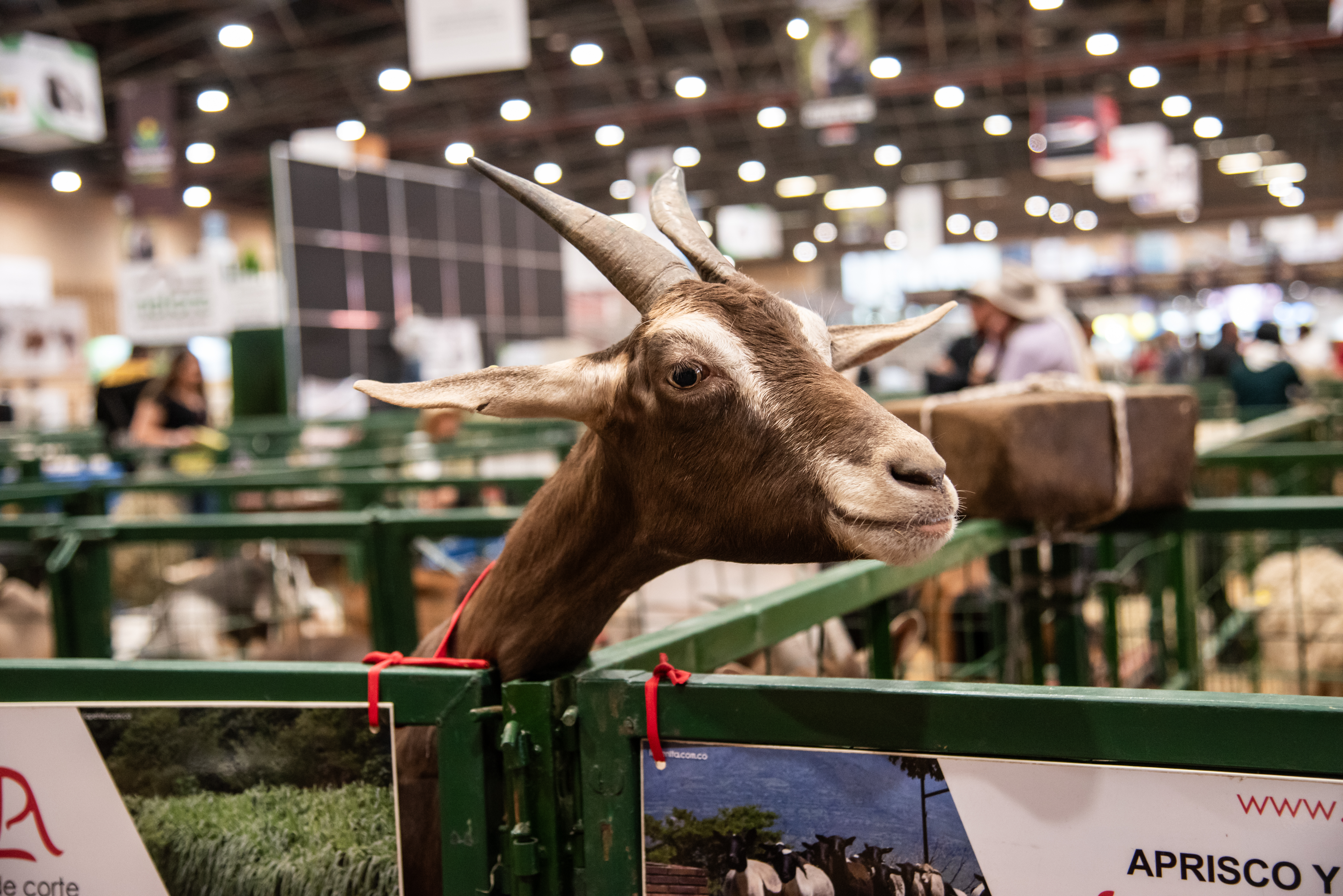 En toda la feria hay 50.000 metros cuadrados de muestra animal y las empresas que ofrecen proveeduría.