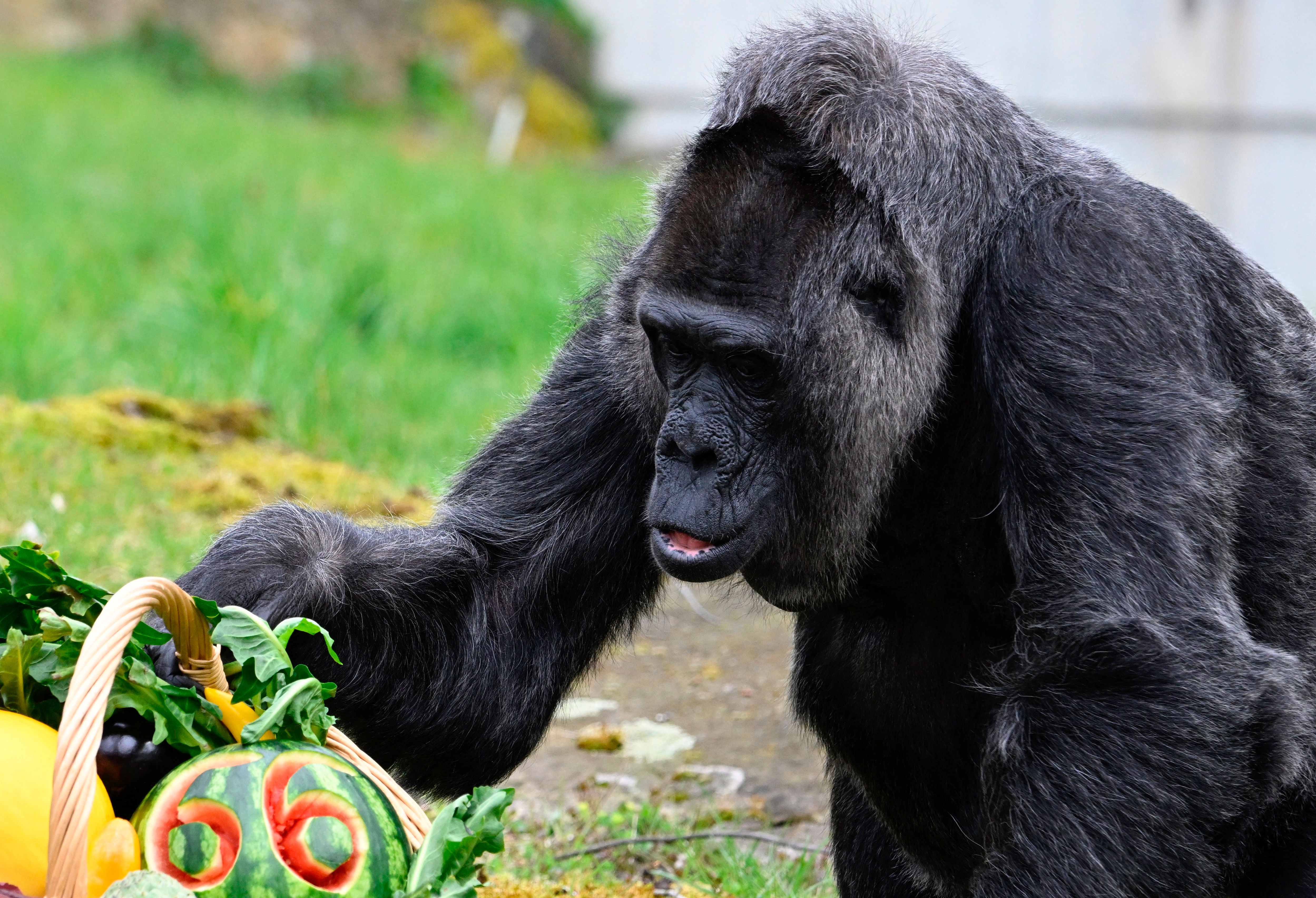 La gorila más vieja del mundo cumple 66 años en el zoo de Berlín