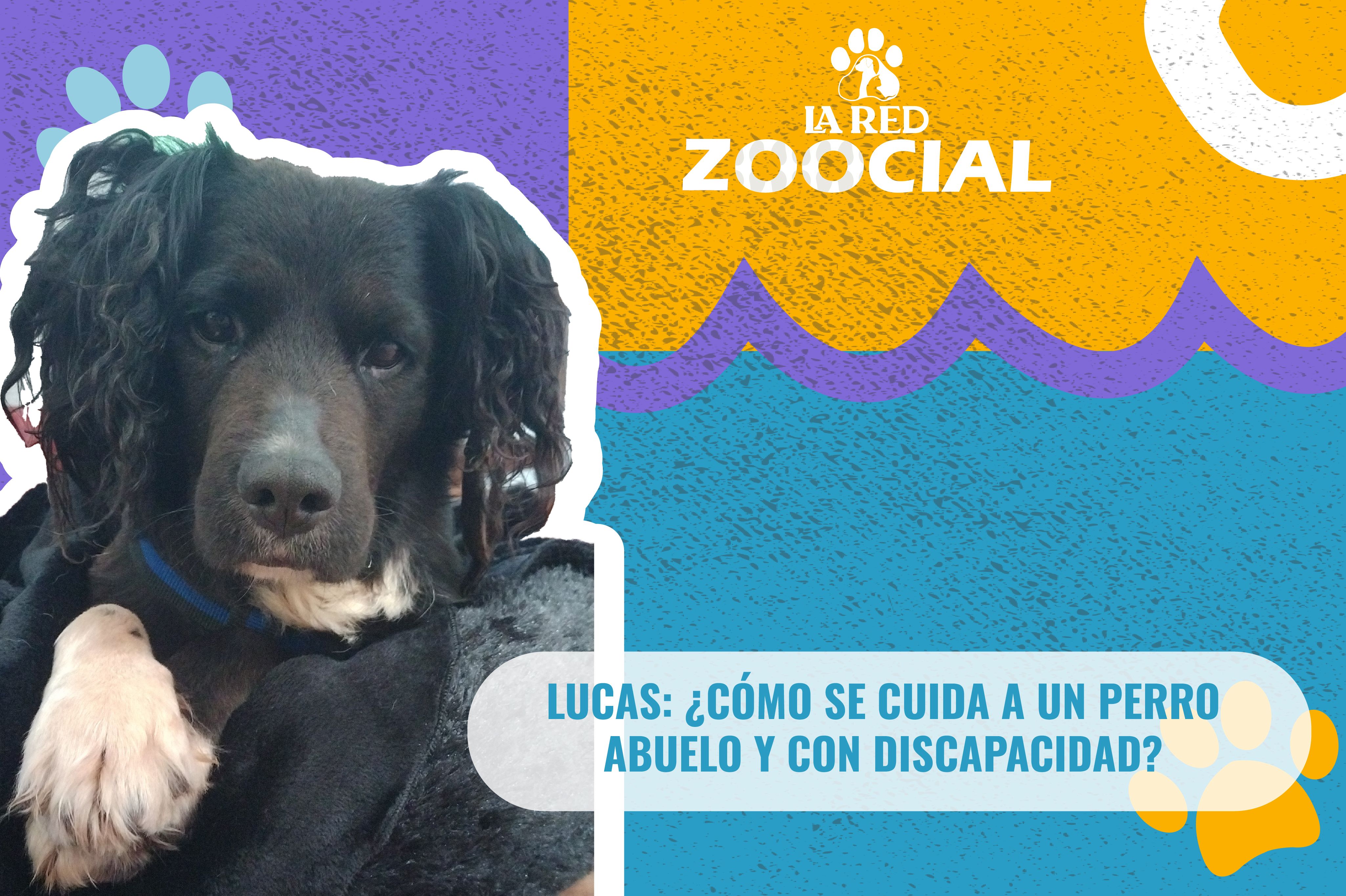 Lucas: ¿cómo se cuida a un perro mayor y con discapacidad?