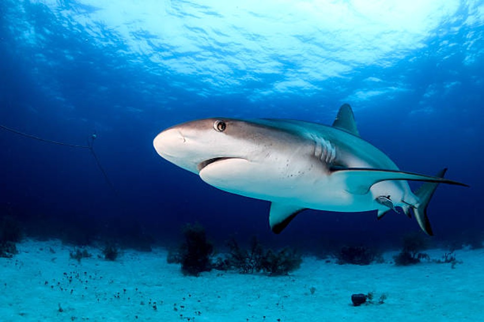 Industria pesquera mata a cerca de 80 millones de tiburones al año