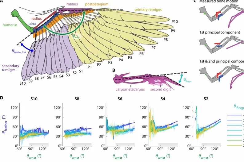 Estudios del funcionamiento y anatomía del ala.Stanford UniversityLo fascinante de la investigación es que el dron, como las aves, puede modificar la forma de las alas, plegándolas cuando necesita velocidad y extendiéndolas ejecutando maniobras hasta ahora difíciles de alcanzar por un dron habitual. Además, gracias a estas características puede volar durante más tiempo gastando menos electricidad.
