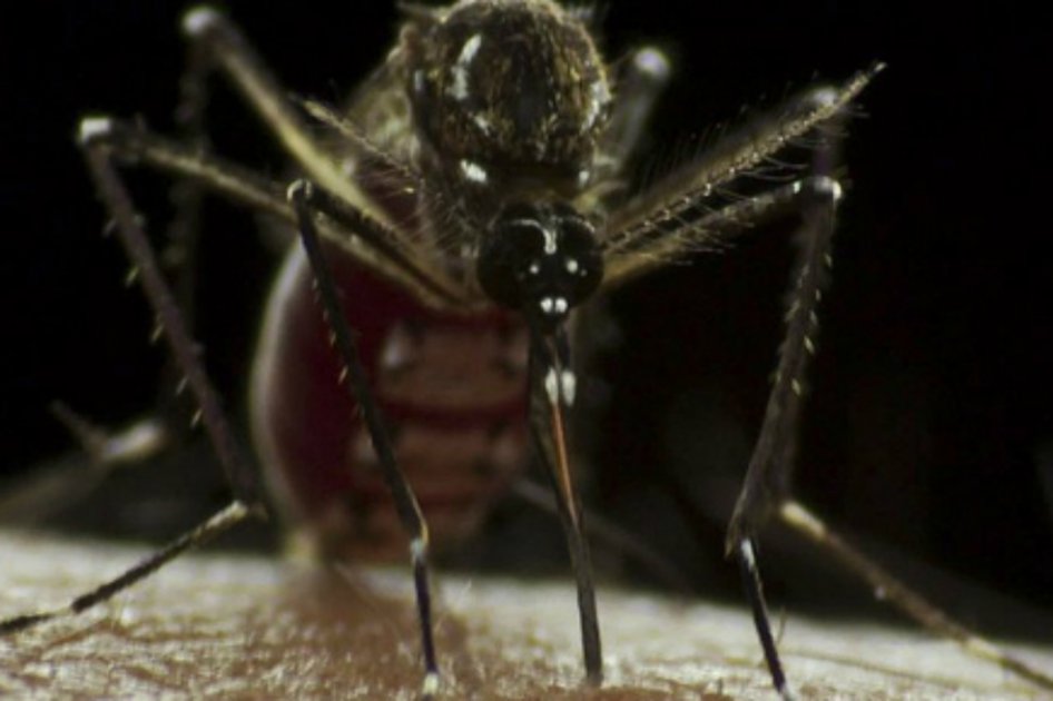 Lecciones del Zika