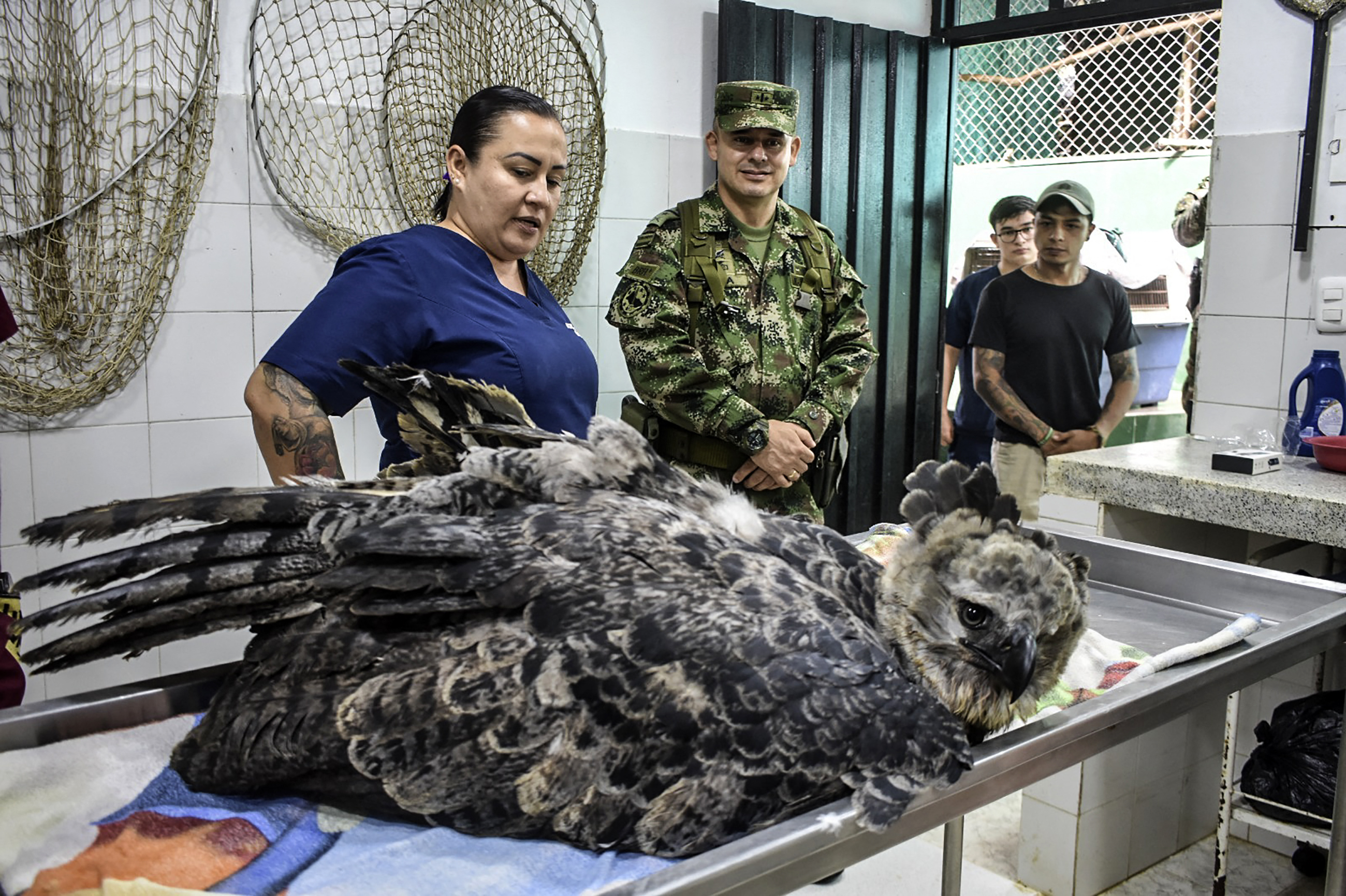 águila arpía