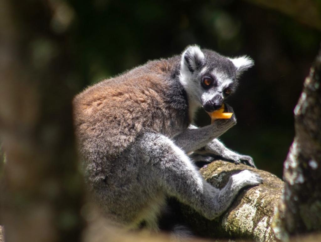 Lémures de cola anillada, animales en peligro de extinción, tienen nuevo refugio en Pereira