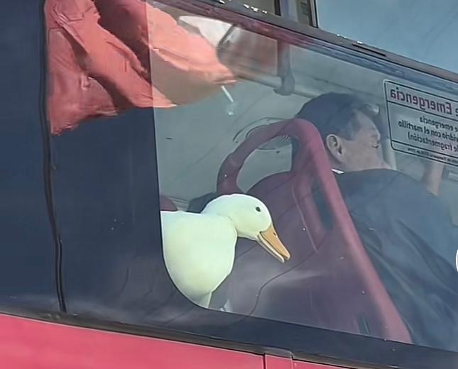 Video: un pato fue captado viajando en un bus de Transmilenio, ¿es permitido?