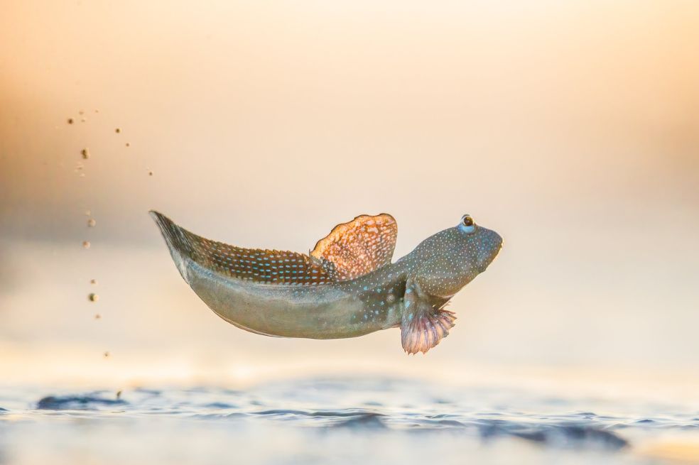 Categoría Comportamiento - Anfibios y reptiles:
Georgina Steytler, de Australia, fue la ganadora. Su foto muestra a un ejemplar de un saltador del fango de manchas azules (Boleophthalmus caeruleomaculatus) saltando en el aire.